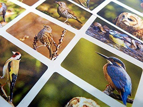 Pack of 24 British Garden Birds Self-Stick Envelope Seal Labels, Colourful Wildlife Stickers for Cards, Craft, Decoration