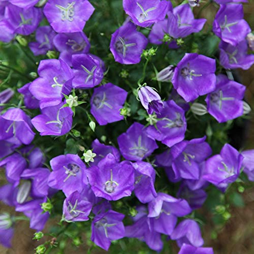 Campanula Clips Blue x 5 Large Plug Plants Hardy Perennial