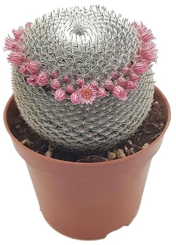 Fangblatt - Mammillaria microthele var. superfina - eleganter Kugelkaktus im Ø 9 cm Topf – dekorative Zimmerpflanze – pflegeleichte Sukkulente – seltene Kaktusart für stilvolle Akzente