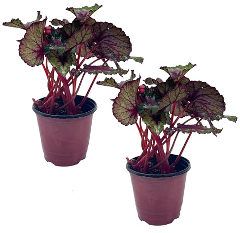 LEAL PLANTS ECUADOR Begonia Rex Watermelon (Pack of 2) – Attractive Indoor Plant,Easy Care, Air-Purifying House Plant for Wellness & Home Decor, Office Desk, Unique Sustainable Gift for Plant Lovers