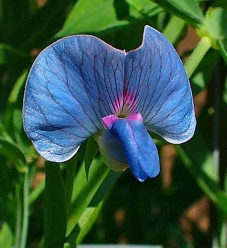 Saat Platterbse (Lathyrus sativus) Samen. Edelwicke, Wicke (100 Samen = 5,0g)