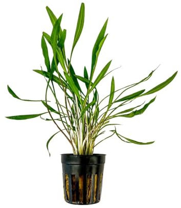 AquaOne Aquarium Pflanze Cryptocoryne pink Panther I Wasserpflanze Aquariumpflanze Rosette voll durchwurzelt einfach pflegeleicht Aquascaping Dekoration