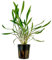 AquaOne Aquarium Pflanze Cryptocoryne pink Panther I Wasserpflanze Aquariumpflanze Rosette voll durchwurzelt einfach pflegeleicht Aquascaping Dekoration