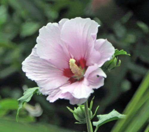 Shopvise Hibiscus syriacus, Althaea, Rosen-Malve Ketmie, Hardy Strauch 100 Stück