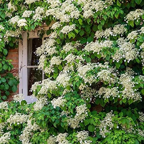 Huifang 100 piezas de semillas de flores de hortensia trepadoras