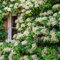 Huifang 100 piezas de semillas de flores de hortensia trepadoras