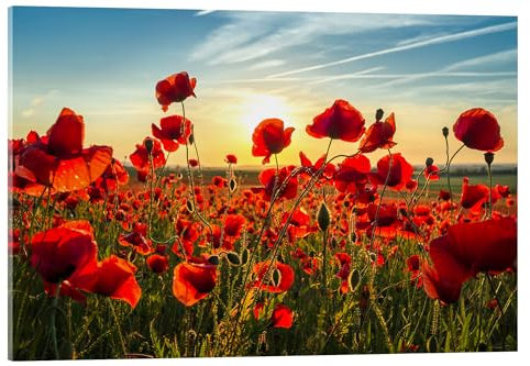 Posterlounge Mohn am Abend Acrylglasbild von Steffen Gierok 120 x 80 cm Rot Wandbilder Wanddeko