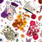 Huimai 143 Stück Trockenpressen-Blumen-Set, Natürliche Getrocknete Blumen für Epoxidharz Deko Zubehör,Trockenblumen Basteln,DIY Kerzen,Seife,Anhänger,Lesezeichen und Kartenherstellung (143)