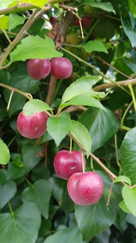 Prunus domestica (De semis) / Prunier commun/Conteneur de 7 à 10 litres Profond/Fruitier