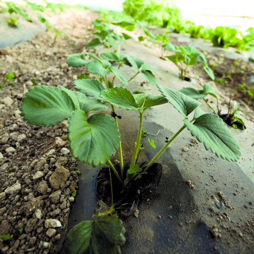 greemotion Anti-Unkrautvlies schwarz, atmungsaktives Gartenvlies, Unkrautschutzvlies Pflanzen schonend, Unterbodenvlies wasserspeichernd