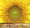 50 NAIN SUNSPOT SUN SPOT Graines de tournesol 10 ÉNORME efflorescences 2' TALL Bloom Extended