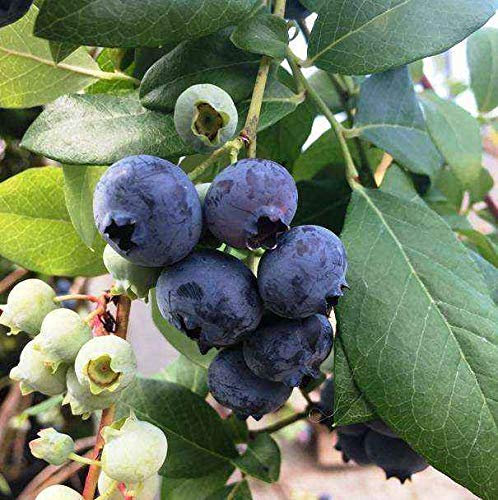 1 PIANTA di Mirtillo Gigante Americano Legacy MATURAZIONE Frutti FINE Giugno