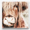 IUNTWEIE Nordic Highland Kuh Leinwand bilder Druck, Schottisches Hochland kuh Poster Wandbilder, Modern Hochlandrind Dekoration für Wohnzimmer Wohnkultur Dekor Kein Rahmen (Hochlandrind-3, 60x60)