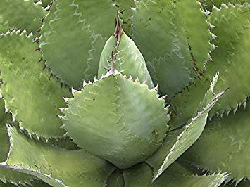 Potseed 10 Agave cupreata Semi-Kaktus Sukkulenten Palme Samen Aloe Korn
