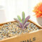 EboLD 1 x künstliche künstliche Sukkulenten, Bonsai, Zuhause, Büro, Schreibtisch, Garten, dekorative Ornamente, Verzierungen, künstliche Pflanze, Topfpflanze, Jiao Cao-ZR, lila