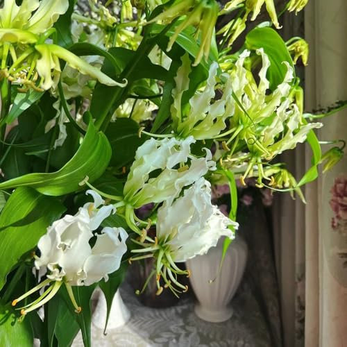4 piezas Lirios de fuego - bulbos bulbos de flores, plantas perennes gloriosa superba - regalos decoraciones florales Pequeños regalos cebolla flores silvestres las cebollas son plantas