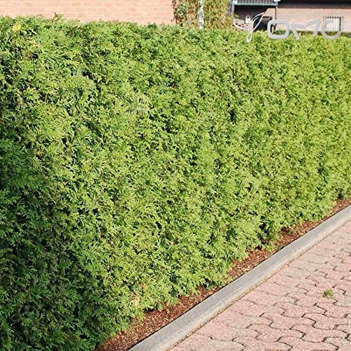 (500 semillas) Thuja occidentalis/Cedro Blanco del Norte/Tuya Oriental/Cedro Blanco/Arborvitae Americano