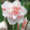 Bulbos De Narciso Tienen Una Belleza En Capas Narciso Es Una Hermosa Planta Perenne. Narciso Es Apto Para Plantar En OtoñO. El Olor Del Narciso Es Agradable Y Fragante.-4bulbs-A