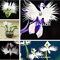SEMI -30 Stück japanische Halborchidee weiß und schwarz Radiata Garzetta Orchidee Halbseltene Art der Weltflora für die Dekoration des heimischen Gartens 1