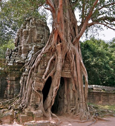 Seedeo Bengalische Würgefeige (Ficus benghalensis) 100 Samen