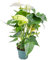 Bloomique - Anthurium Andreanum - Weiß - Flamingoblume - Blühende Zimmerpflanzen - Pflegeleicht - Höhe 30-40 cm - Topf 12 cm