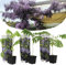 Plant in a Box - Wisteria sinensis - Kletterpflanze - Chinesische Wisteria - Blauregen - Winterhart - 3er Set - Topf 9cm - Höhe 25-40cm