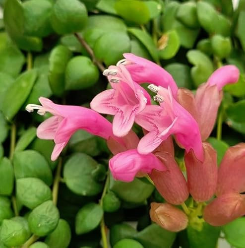 Easy Plant Pink Flowering Lipstick Plant - Aeschynanthus Pink Polka - Trailing Indoor houseplant for Home or Office in 12cm Pot