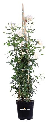 Pianta di Rosa Grandiflora Rampicante pianta di rosa ornamentale fiori grandi vari colori da esterno pianta vera venduta da eGarden.store (Bianco)