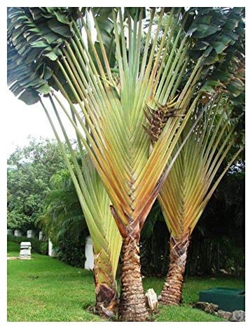 Shop Meeko Phenakospermum guyannense - südamerikanisch Reisende Palm - 10 Samen