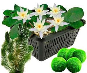 vdvelde.com - Mini Seerose - Weiß + Sauerstoffpflanzen gegen Algen - - Kombi-Set- 8 Pflanzen- Platzierung: -10 bis -100 cm