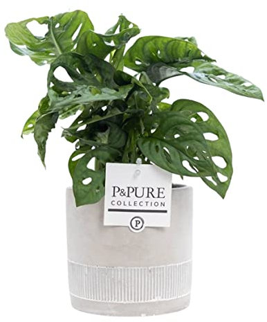 Monkey Leaf Monstera with Pot – Stylish Indoor Houseplant for Home & Office – Unique Foliage & Easy Care