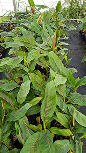 Musa sikkimensis 'Red Tiger' / Bananier du Sikkim/Godet/Sans feuille en hiver/Plante Caduc