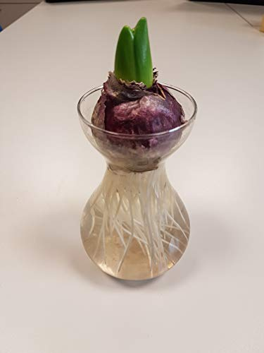 Giacinto Set Bulbo + Vaso - Hyacinthus Set Bulb + Vase - Set per fioritura Idro (Acqua (azzurro-bianco/light blue-white))