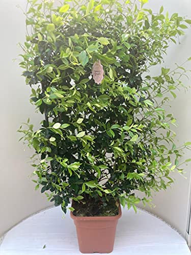 Vannucci Piante - Trachelospermum jasminoides, Gelsomino Sempreverde, Spalliera, Rhyncospermum jasminoides, Pianta rampicante vera in vaso, Pianta da terrazzo