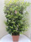 Vannucci Piante - Trachelospermum jasminoides, Gelsomino Sempreverde, Spalliera, Rhyncospermum jasminoides, Pianta rampicante vera in vaso, Pianta da terrazzo