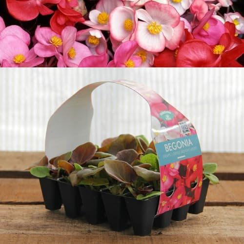 Plug Plants Begonia Semps. Devils Delight Mixed - 20 Plants Per Tray - Ready to Grow On Bedding Plugs - Summer Flowering - Ideal for Containers, Patio Pots and Beds or Borders - 1 Pack