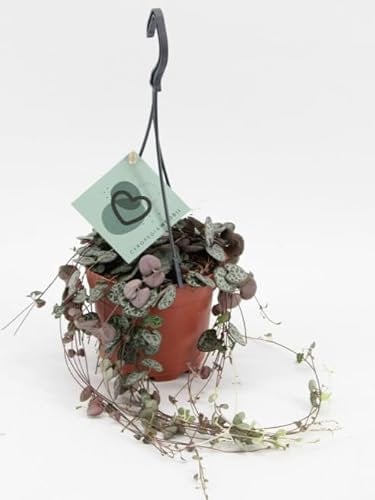 Ceropegia woodii in Hanging Pot - String of Hearts Indoor Trailing House Plant - Easy to Grow - in 12 cm pots - Candlestick Flower