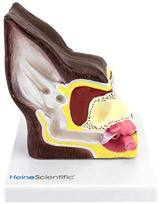 HeineScientific Hundeohr, gesund/krank
