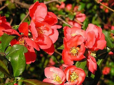 Japonais Graines Cognassier arbre (Chaenomeles japonica) 15 + Graines (15 graines)