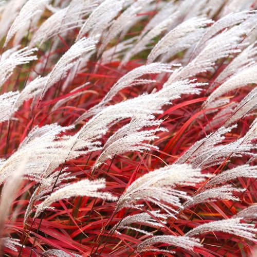 YouGarden Miscanthus Lady in Red, Established Plant in 9cm Pot, Ready to Plant