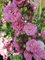 Baumschule Pflanzenvielfalt Kletterrose Deutsches Rosarium Dortmund® - Rosa Deutsches Rosarium Dortmund® - Hellrosa - Noack-Rose