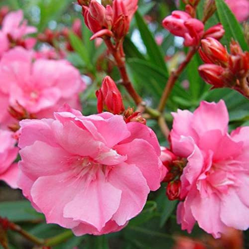 Saterkali Semillas de adelfa, 50 piezas/bolsa Semillas de adelfa Semillas de nerium de alta germinación de color mezclado de hoja perenne natural para invernadero semillas de adelfa nerium