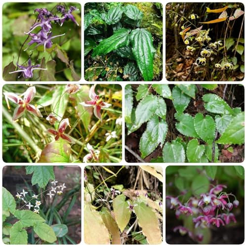 150 pcs Elfenblume Samen - blumensamen bodendecker winterhart Elfenblume Epimedium, garten geschenke für männer, zimmerpflanze, indoor garten gartenblumen mehrjährig winterhart, kräutersamen