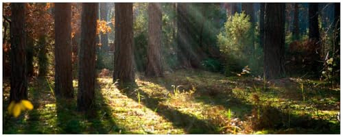 Wallario Küchenrückwand selbstklebend 115 x 50 cm, Motiv: Sonnenstrahlen im Herbstwald | Spritzschutz abwischbar & pflegeleicht