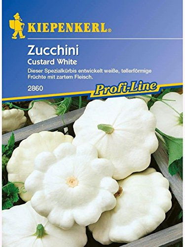 Zucchini Custard white Ufo weiss