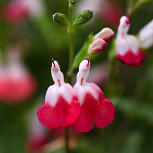 Potted Garden Plant Salvia, Ideal for Gardens & Outdoors Producing White and Red Flowers During Summer, 2 x Salvia Hot Lips Plants in 2 litre Pots by Thompson & Morgan