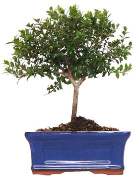 KENTIS - Bonsai di Mirto - Myrtus Communis Pianta Vera Ornamentale da Esterno - Giardino Balcone Terrazzo - H 20/25 cm Vaso 16 cm