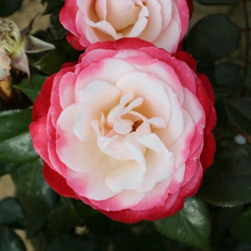 YouGarden Rose 'Nostalgia' in 4 Litre Pot, Repeat Flowering Bush Rose with White Flowers Edged in White, Ready to Plant
