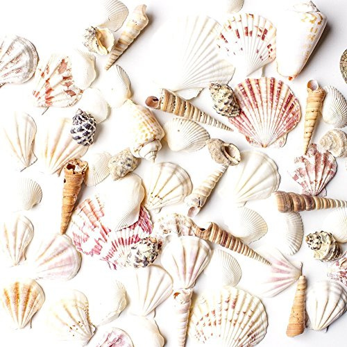 Super Z Outlet Sea Shells Mixed Beach Seashells - Various Sizes up to 2 Shells -Bag of Approx. 50 Seashells