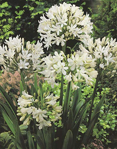 Agapanthus Albus Schmucklilie3 Wurzelstücke Blumenzwiebeln